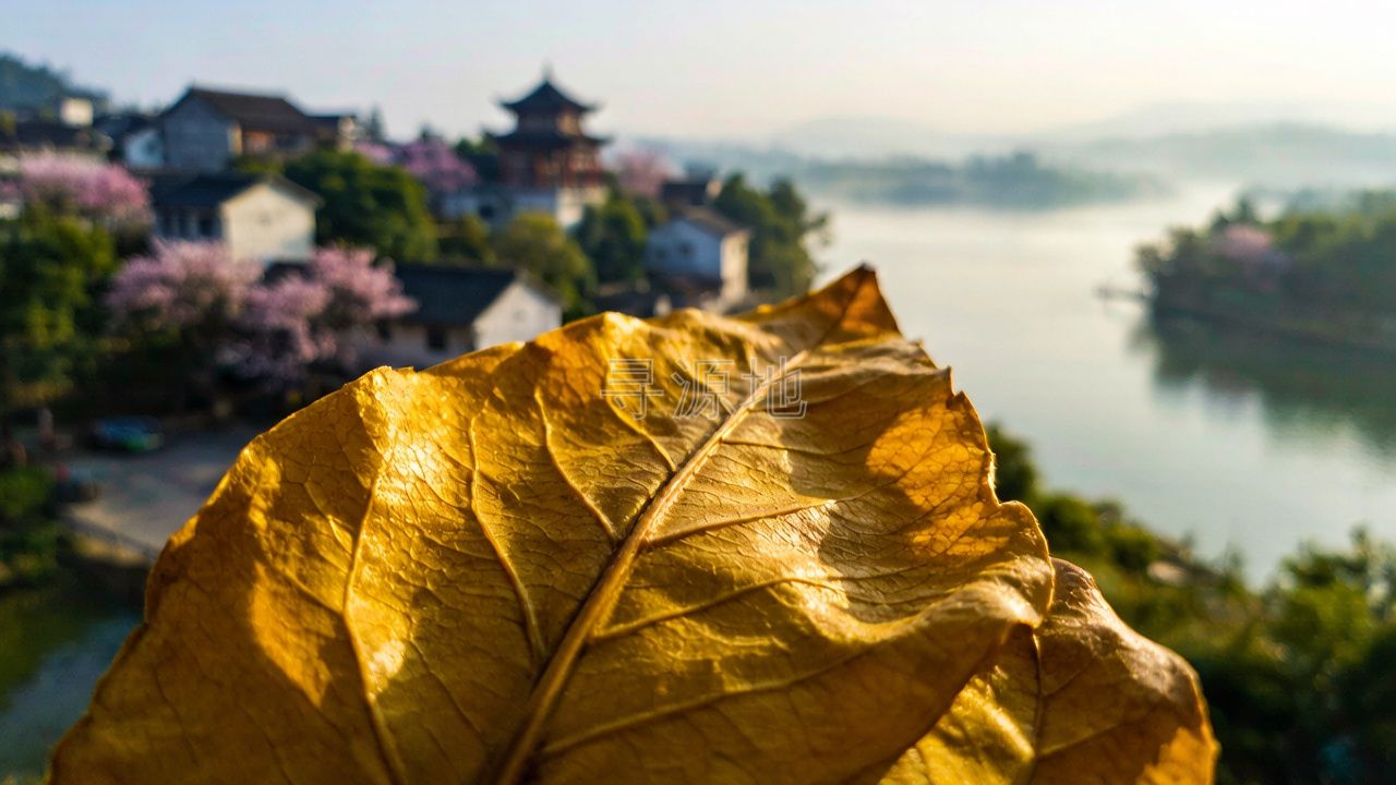 烟草及卷烟(芙蓉王)